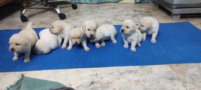 Lab puppy for sale