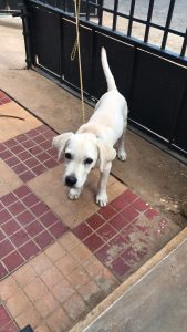 Lab puppy for sale