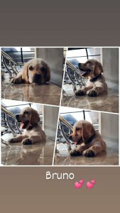 Lab Puppy - 4 Month Old Full Vaccinated