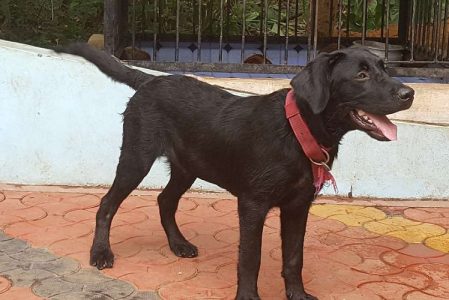 Lab Puppy 6 month old very active