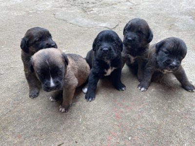 Labbernard puppies for sale 20 days