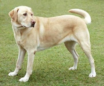 Laberdor Male