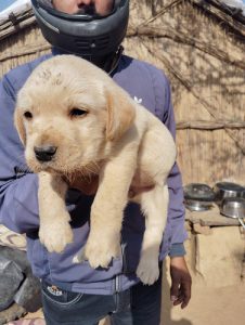 Laboratory female puppy
