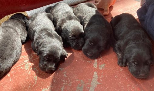 Labradane puppies