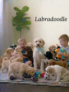 Labradoodle Dog and Puppy 8800539300