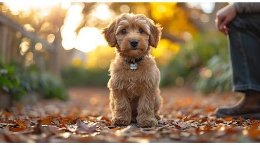 Labradoodle Puppy 8800539300