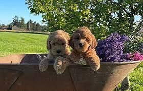Labradoodlee Cute Puppy....8800539300