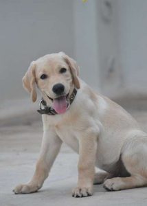 Labrador 3month older certified dog 