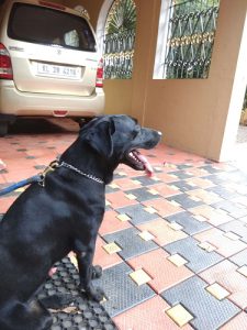 Labrador adult male 2 years old
