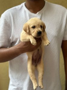 Labrador champion bloodline