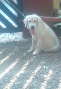 labrador champion male