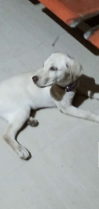 Labrador dog for sale 