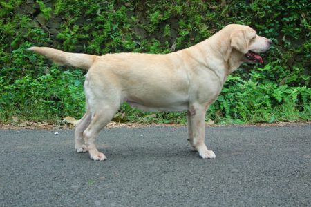 Labrador Dog For Sale