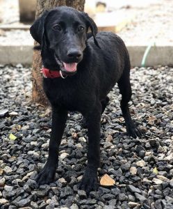 Labrador Dog (8 Months) for Sale