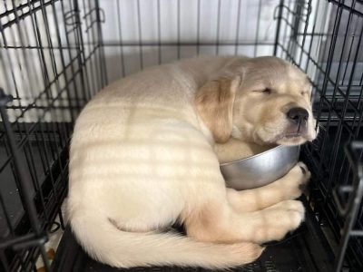 Labrador dog puppy for sale