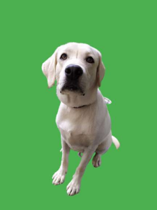 Labrador dog white 11 month old (Male)