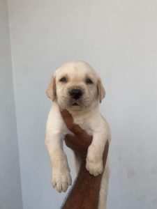 Labrador