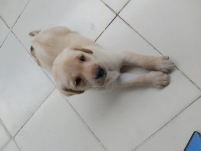 Labrador