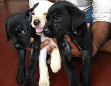 labrador