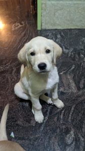 Labrador