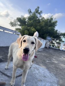 Labrador double bone
