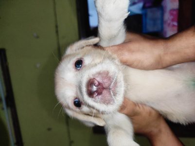 Labrador female available reasonable price