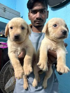 Labrador male Ana female of best quality