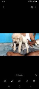 Labrador Male Dog