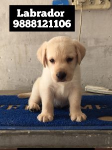Labrador Male And Female puppy call 9888121106