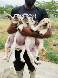 Labrador Male and Female pups