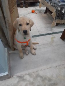 Labrador Male Golden color for sale 3 months old puppy