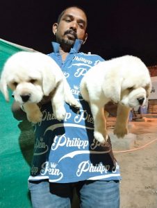 Labrador male Puppies available