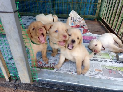 Labrador male&f puppy