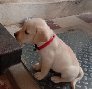 Labrador male puppy for sale