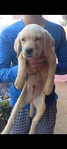 Labrador male puppy available