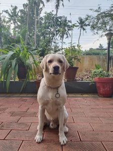 Labrador male 2 year old