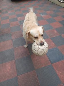 LABRADOR Male 3.5 yrs Cream