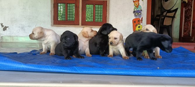 Labrador puppies 30 days old