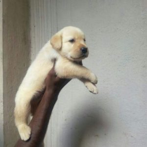 LABRADOR PUPPIES AVAILABLE @CHENNAI 8838311044