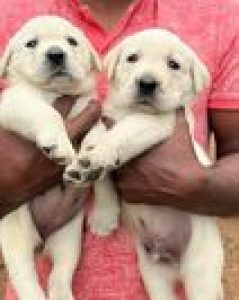 Labrador puppies available