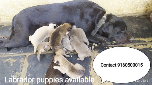 Labrador puppies available