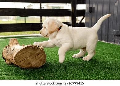 Labrador puppies in Bangalore