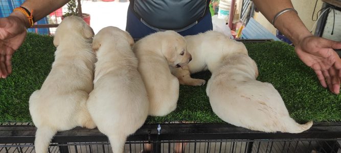Labrador puppies both male and female -8489351902