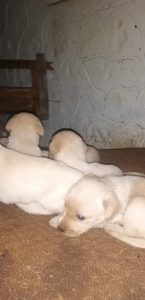 Labrador puppies