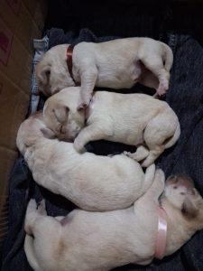 Labrador puppies for sale