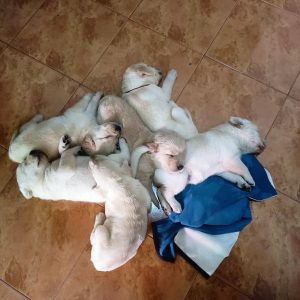 Labrador puppies for sale