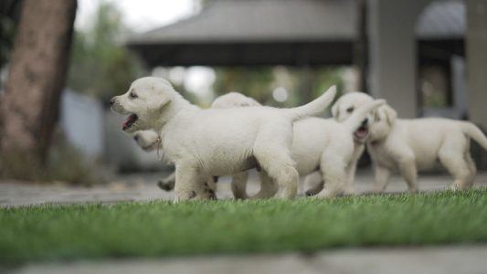 Labrador puppies for sale