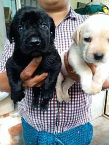 Labrador puppies