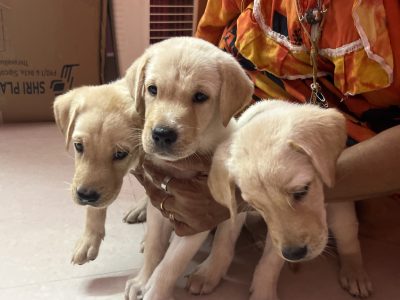 Labrador puppies for sale