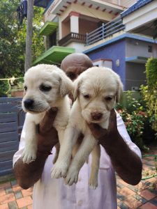 Labrador puppies